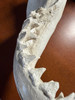 Replica Shark Jaw 15.5 Inch Resin Nautical Wall Decor Image of main defect