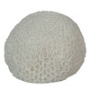 6" Resin LED Brain Coral Lamp - Nautical Decor Additional image