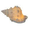 8 Inch Resin LED Frog Shell Accent Lamp Sea Table Light Nautical Home Decor Additional image