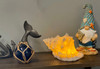 8 Inch Resin LED Frog Shell Accent Lamp Sea Table Light Nautical Home Decor Lifestyle image 2