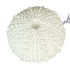 Coastal Sea Urchin Lamp, 12" Resin Sculpture with Warm Glow, Decorative Accent Additional image