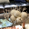 Set of 6 Capiz Shell Deco Spheres 4" White Iridescent Decorative Balls Lifestyle image 2