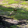 Metal Mushroom Garden Stake Five Cap Cluster 28.25 Inch Brown Outdoor Decor Lifestyle image 3