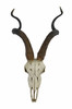 African Kudu Antelope Skull Wall Hanging Cool Twisted Horns Main image