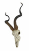 African Kudu Antelope Skull Wall Hanging Cool Twisted Horns Additional image