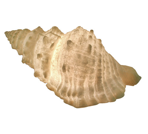 Giant Off-White Decorative Horned Conch Shell Accent Lamp 17 in. Main image