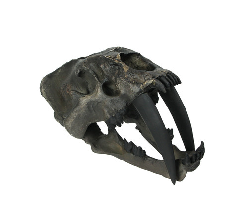 Hand Painted Realistic Prehistoric Brown Saber Toothed Cat Skull Fossil Statue Main image