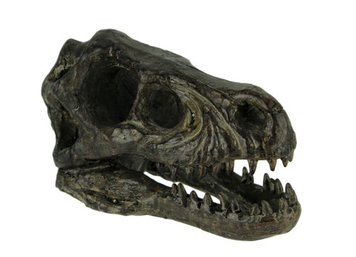 Velociraptor Dinosaur Head Fossil Statue Small Main image