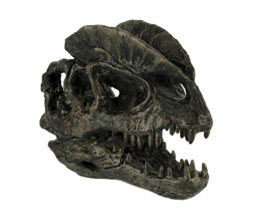 Dilophosaurus Dinosaur Head Fossil Statue Small Main image