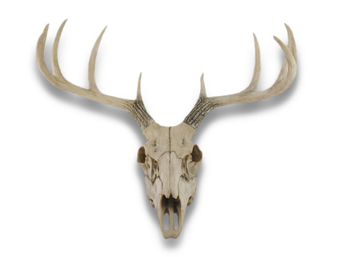 10 Point Buck Deer Skull Bust Wall Hanging Main image