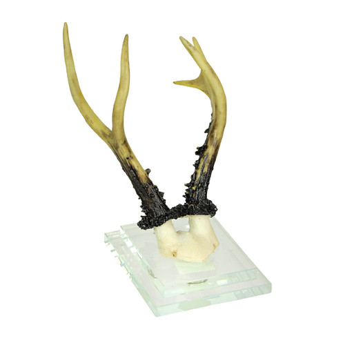 Alpine Chamois Horns Replica Glass Backed Wall Hanging Main image