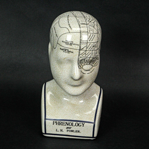 AA Importing 59898 Small Phrenology Head Additional image