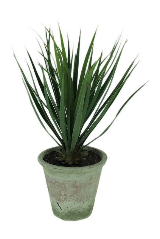 Yucca Plant in Clay Pot 26.5 Inch Tall Main image