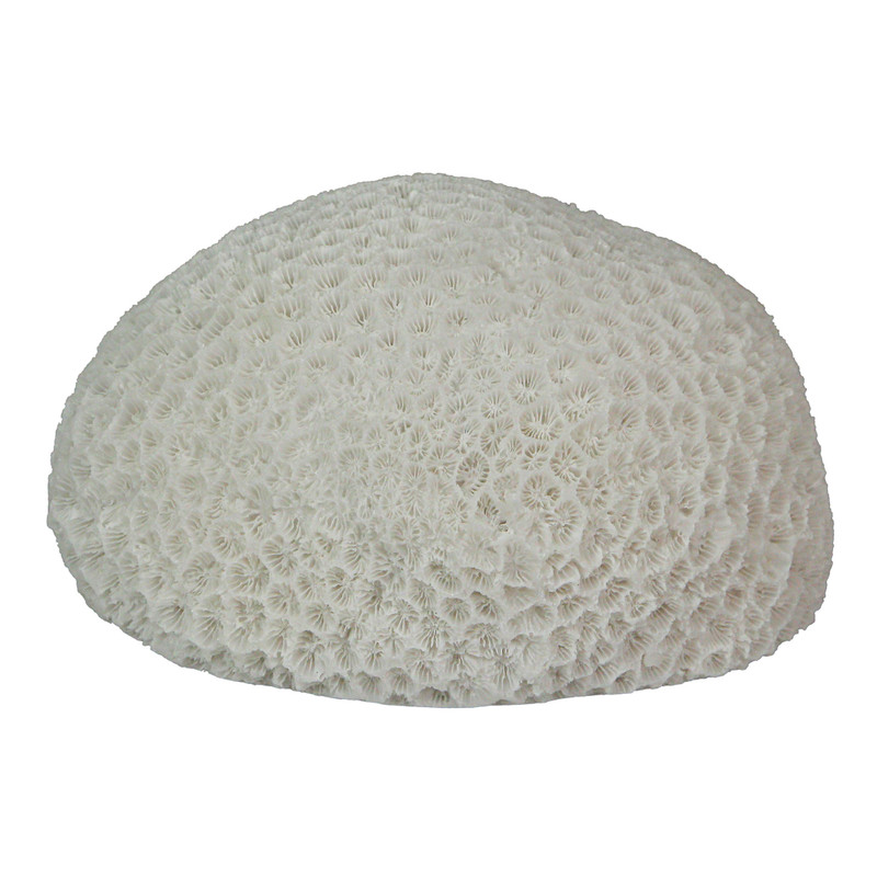 6" Resin LED Brain Coral Lamp - Nautical Decor Main image