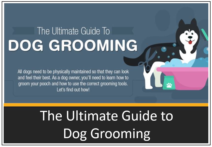 infographic-thumbnail-the-ultimate-guide-to-dog-grooming-1.jpg