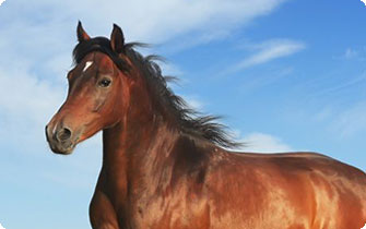 About Clippers Ireland