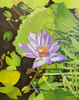 Purple Waterlily©
11"x14" oil on panel