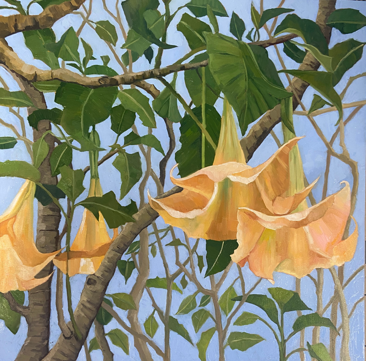 Trumpet Flowers Original Oil 20 x 20 in - Cecilia Chenault Art