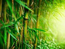 bamboo extract