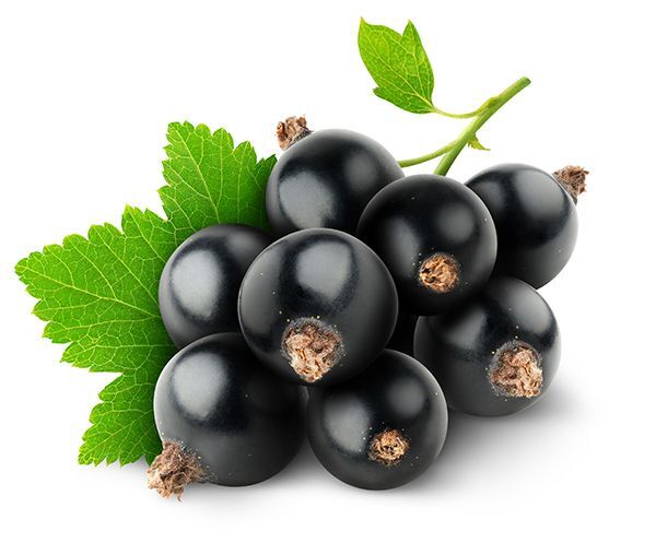 black currant oil