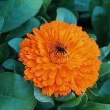 Calendula oil