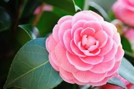 camellia oil