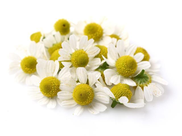 chamomile extract