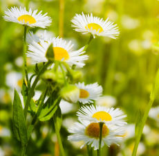 chamomile extract