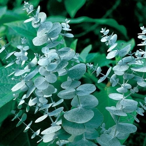 eucalyptus