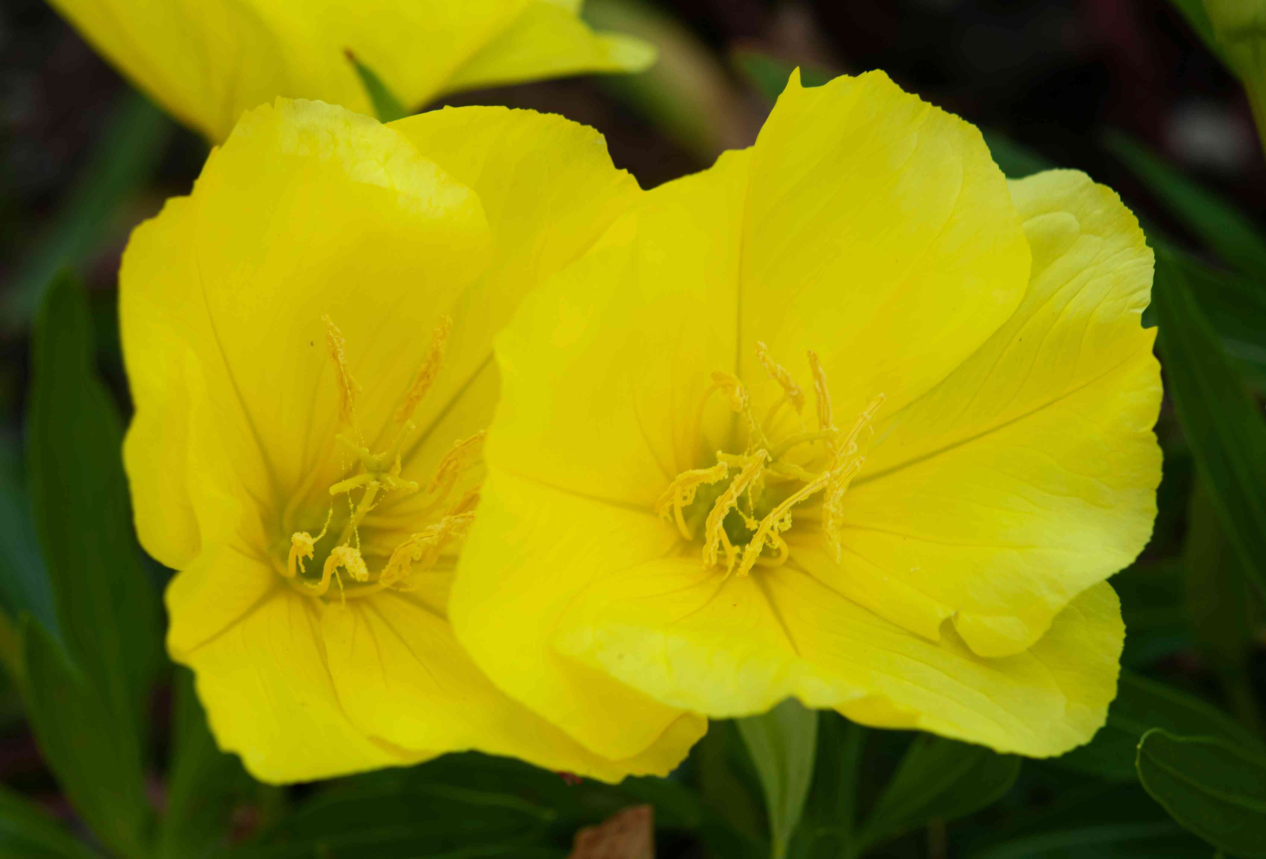evening primrose oil