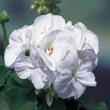 geranium