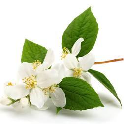 Jasmine Fragrance Oil
