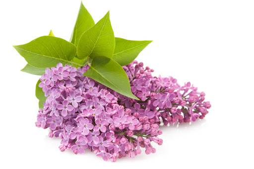 Green tea and rose Fragrance Oil