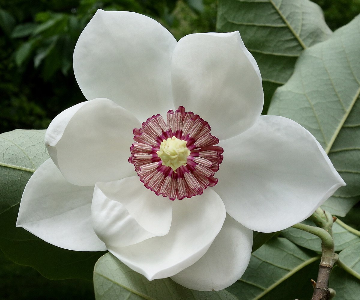 magnolia powder