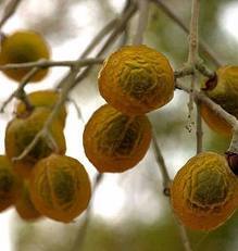 flaxseed extract