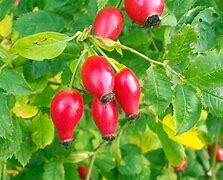 rosehip
