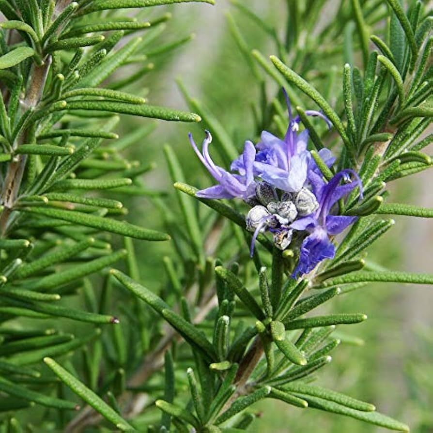 rosemary water
