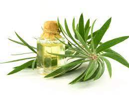 tea tree