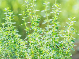 thyme