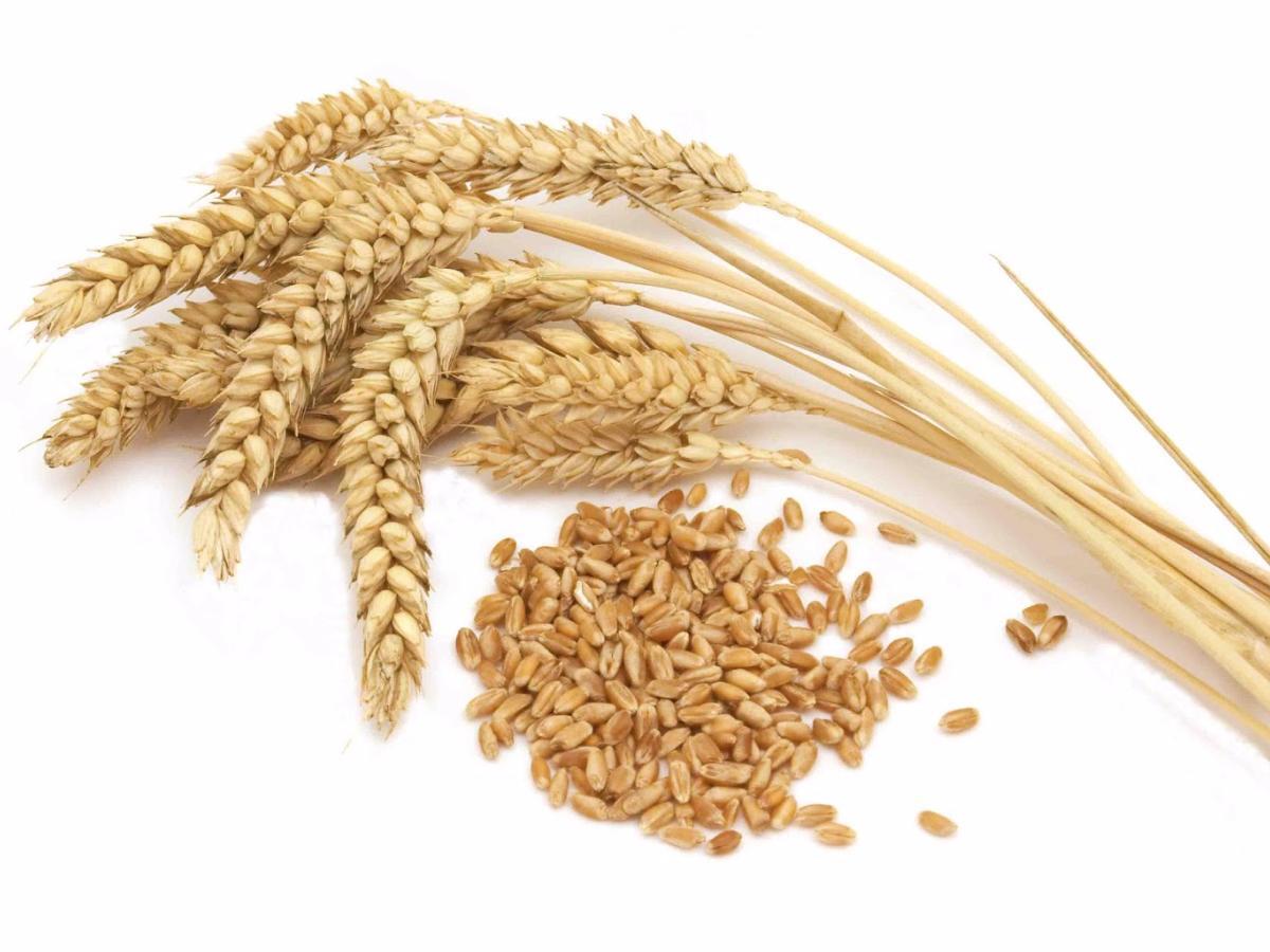 Wheat Germ Oil