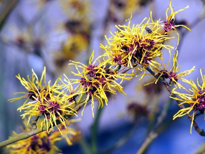 Organic Witch Hazel