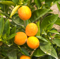 Bergamot Essential Oil