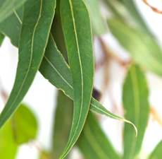 Eucalyptus essential oil