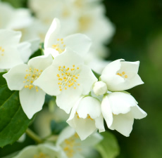 Jasmine Fragrance Oil