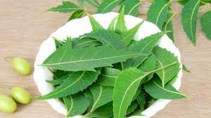 Neem powder