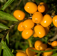 Sea Buckthorn Carrier Oil