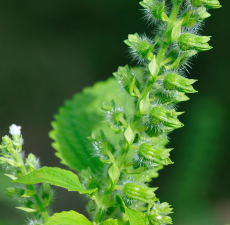 Sesame Botanical Extract