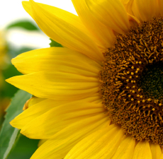 Sunflower Carrier Oil