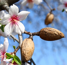 Sweet Almond Carrier Oil