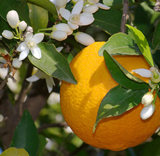 Sweet Orange Essential Oil